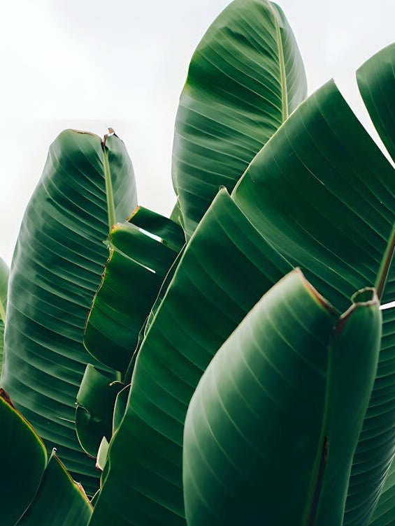 Tropical Leaf Wall - Green Banana Leaf