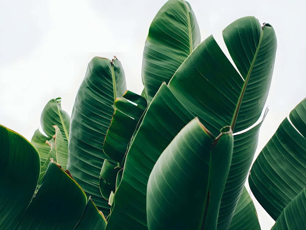 Tropical Leaf Wall - Green Banana Leaf