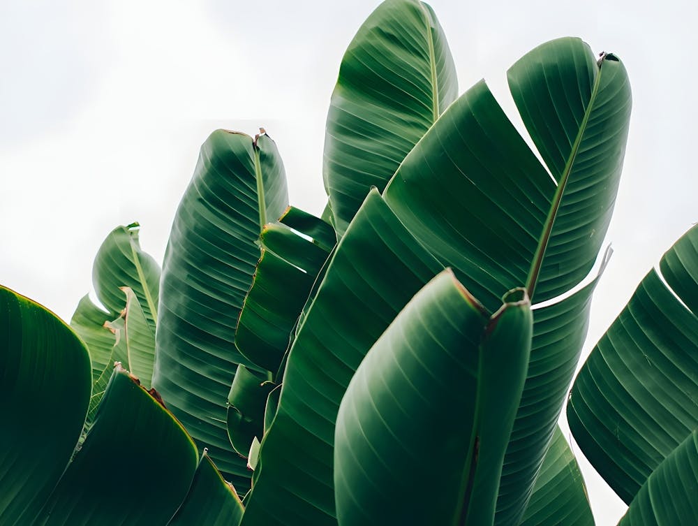 Tropical Leaf Wall - Green Banana Leaf