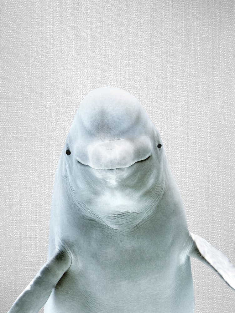 Beluga Whale