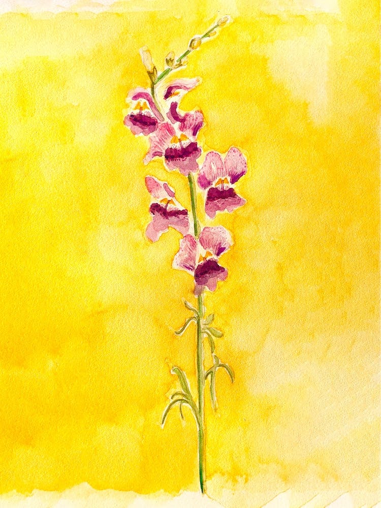 Bleeding Hearts Flower Painting