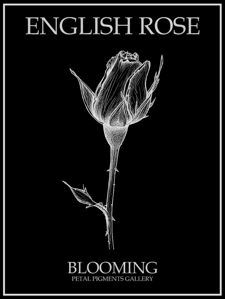 English Rose Blooming Line Drawing 1 Poster Inverted