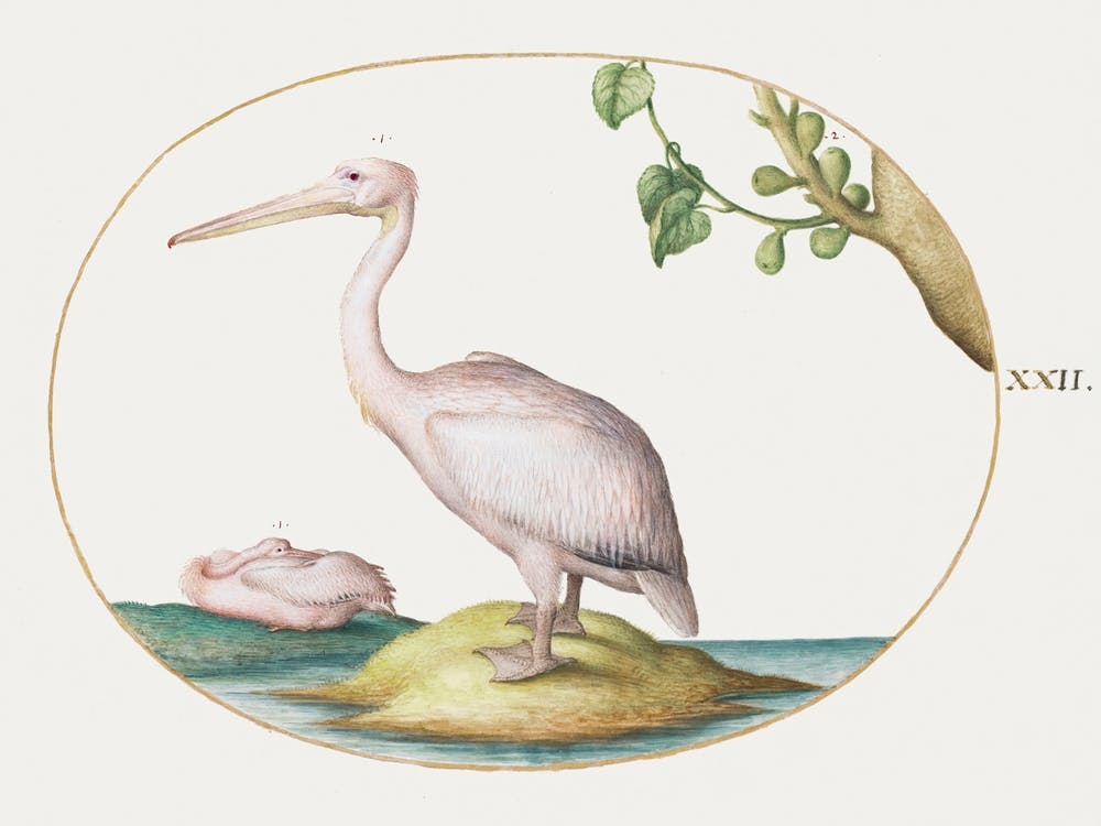 Two White Pelicans With A Sycamore Fig (1575–1580), Joris Hoefnagel
