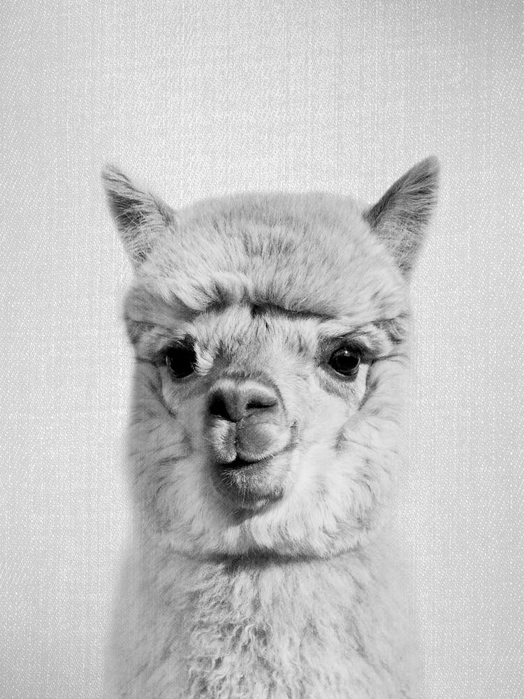 Alpaca   Black & White