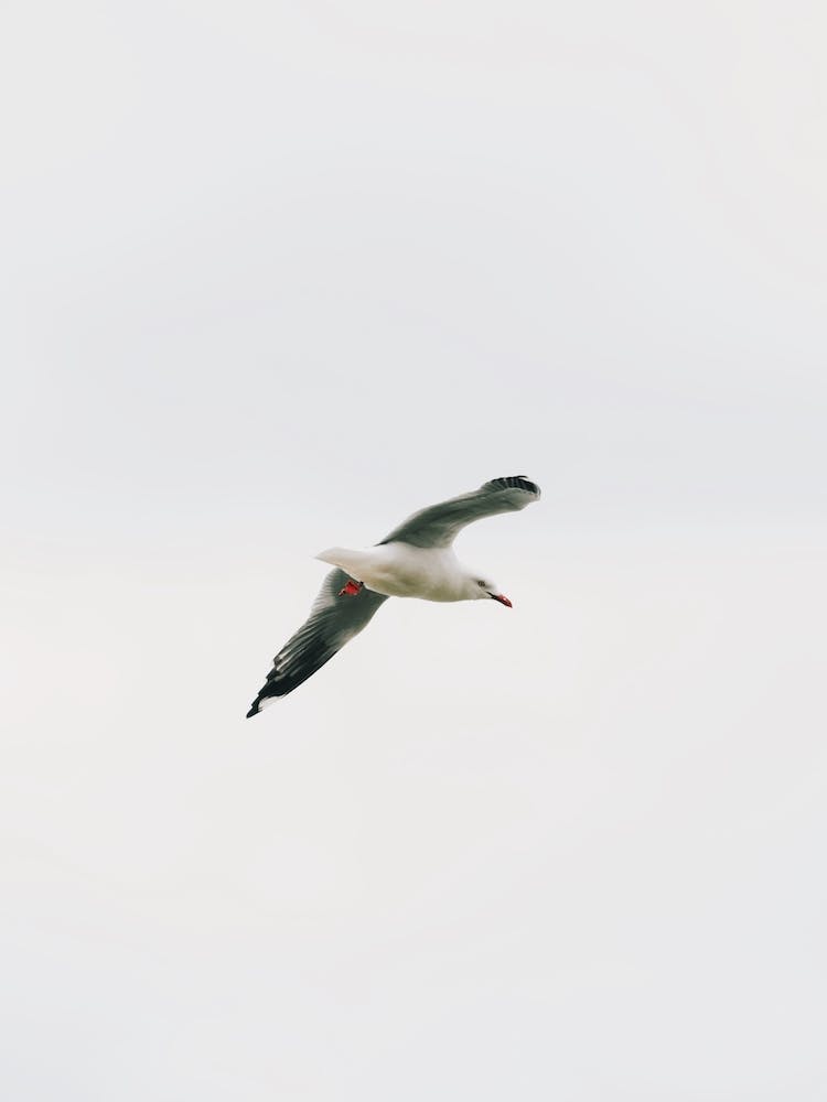 Seagull Flying Over Beach