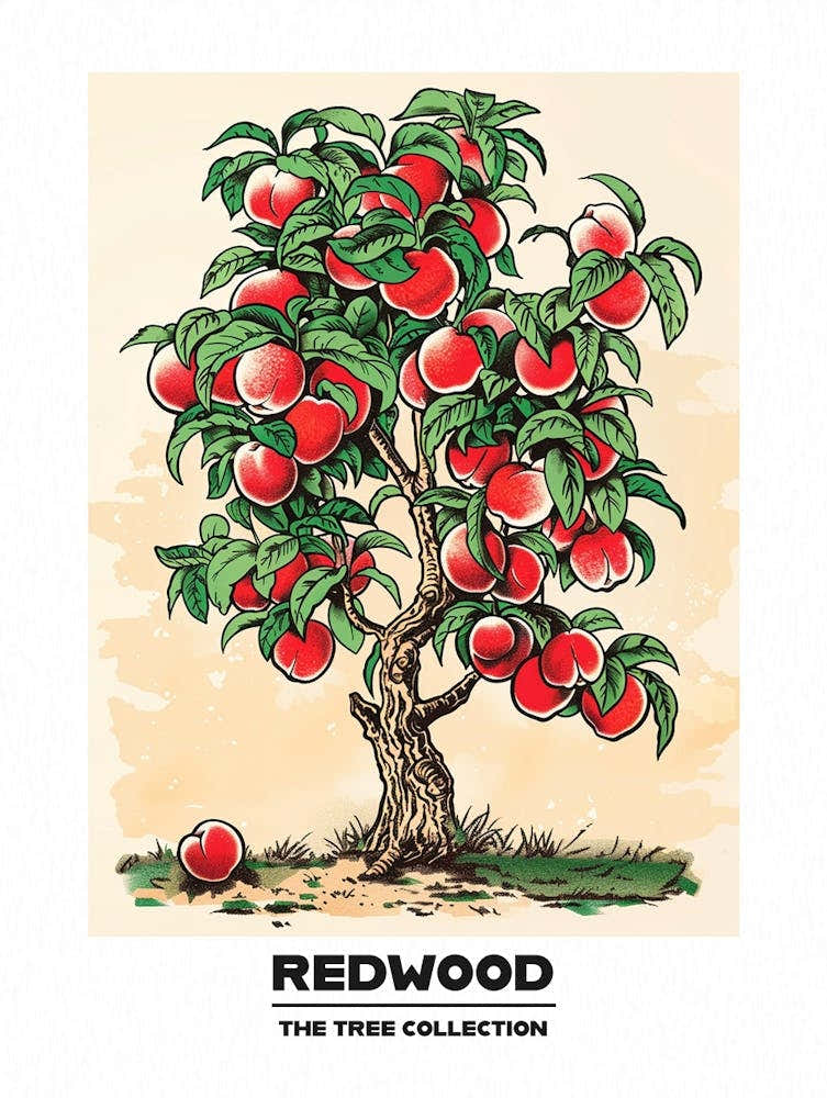 Redwood Tree Storybook Illustration 4 Poster