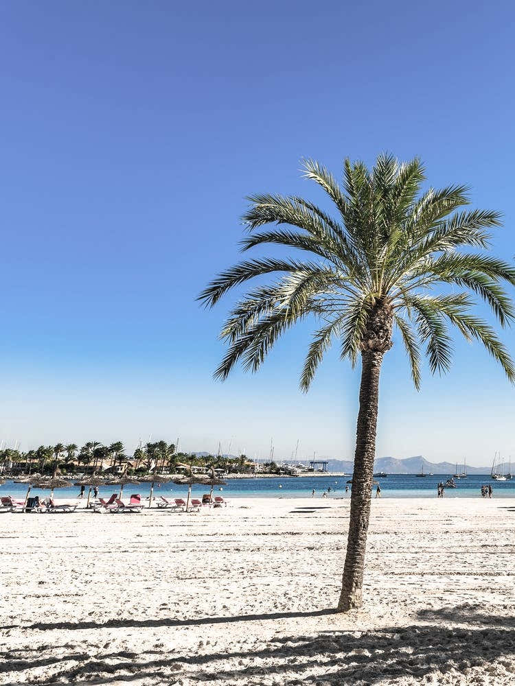 Palm Tree On The Beach