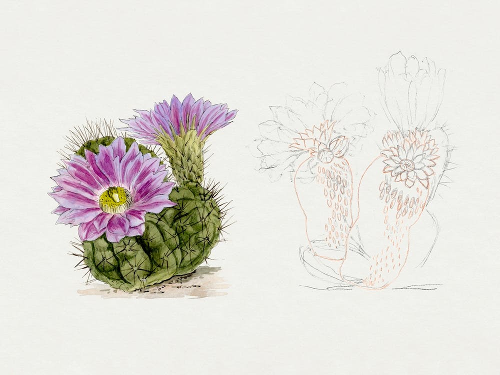 Purple Cactus, Familie Der Cacteen