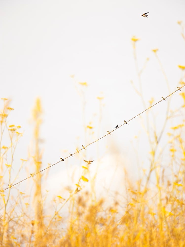 Birds on a Wire - Yellow