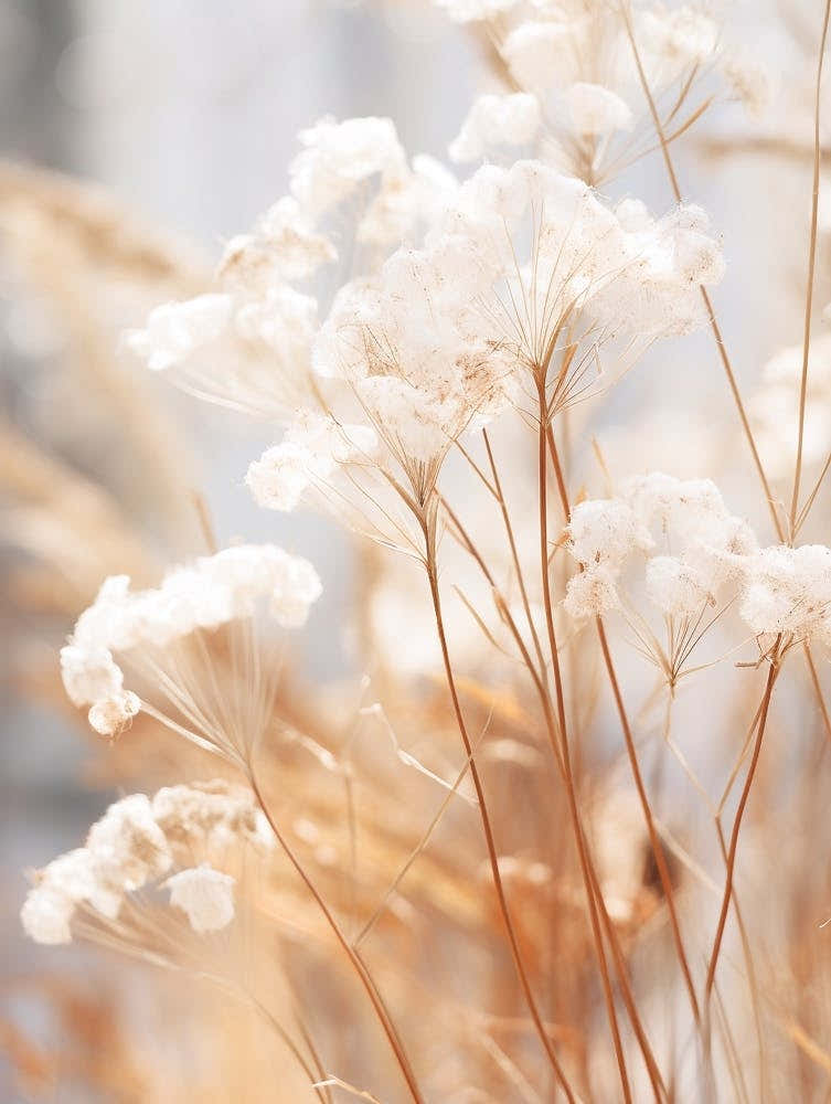 Boho Dried Flowers Gypsophila 1