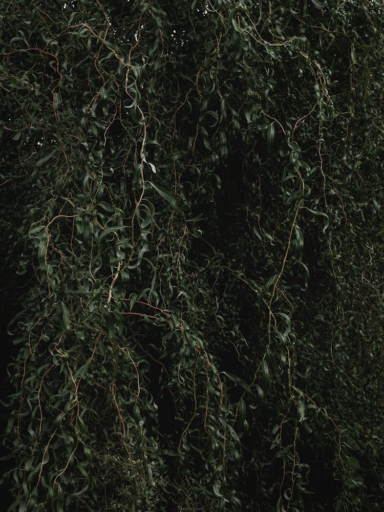 Wall Of Green Branches And Leaves