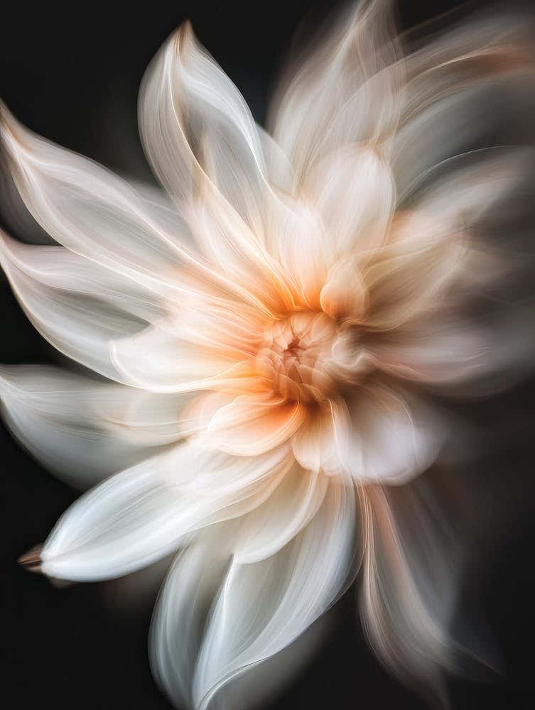 Dahlia Flower 4