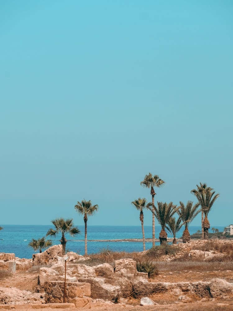 Palm Trees On The Beach 1