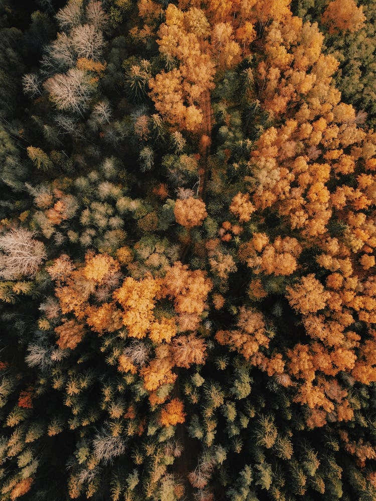 Aerial Autumn Tree Tops