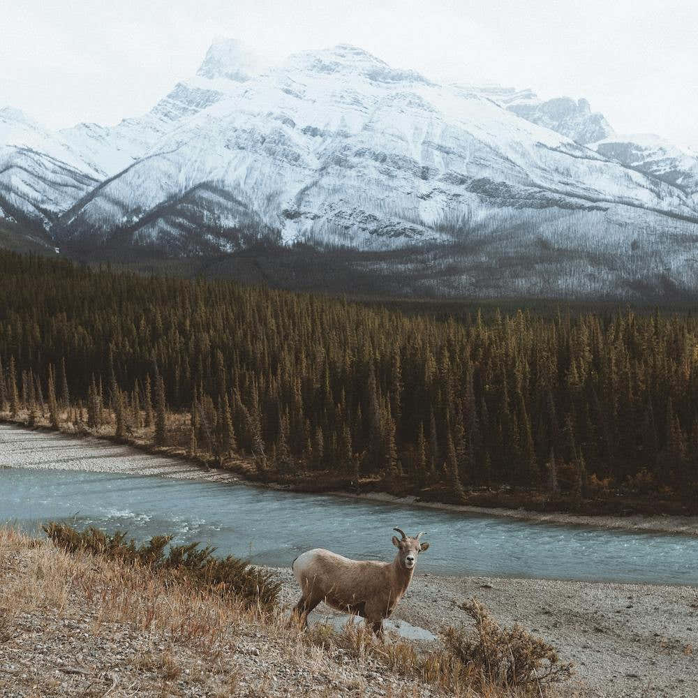 Goat By The Hill In The Forest