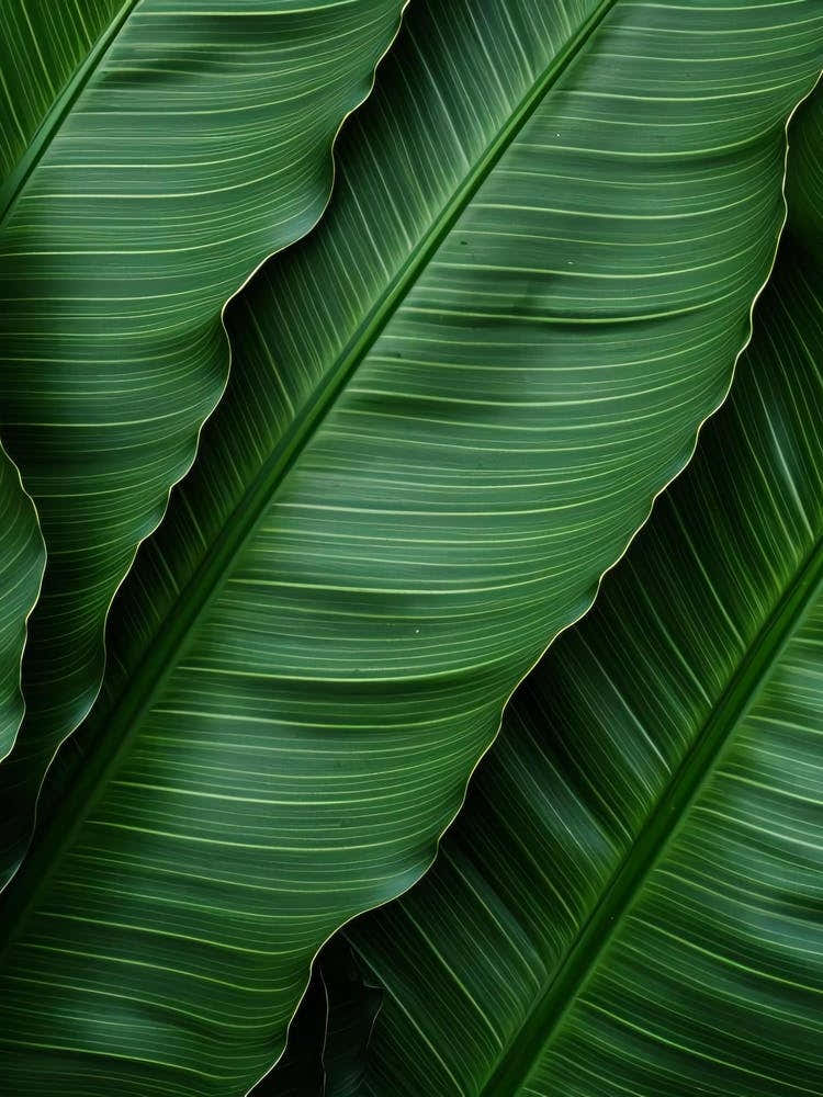 Green Banana Leaf Background