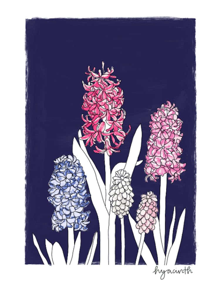 Hyacinths