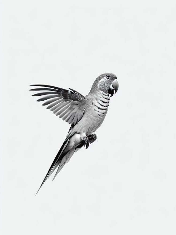 Parrot B&W Pencil Drawing 1 Bird