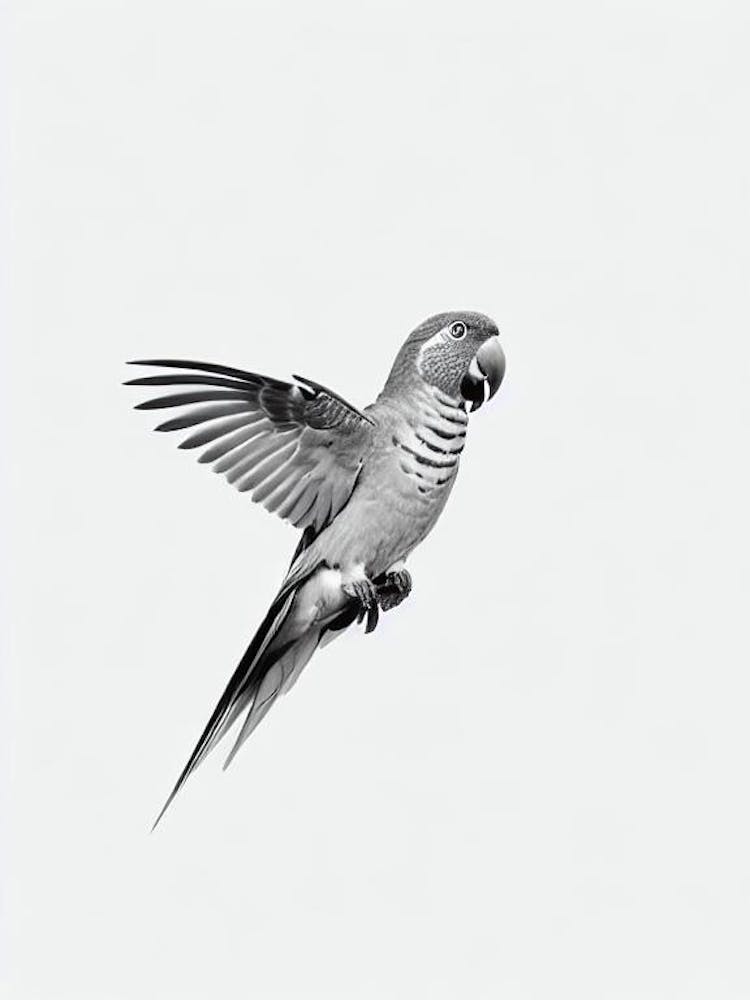 Parrot B&W Pencil Drawing 1 Bird