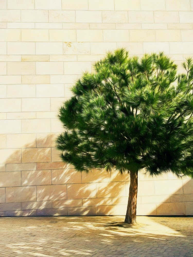 Little Tree & Stone Wall