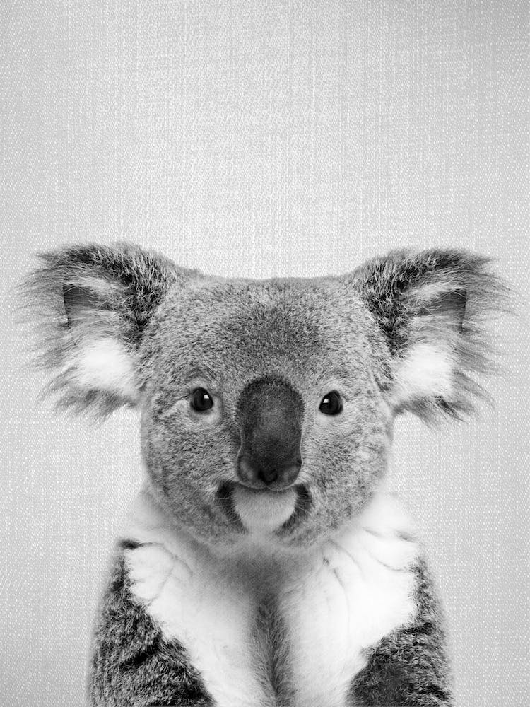 Koala - Black & White