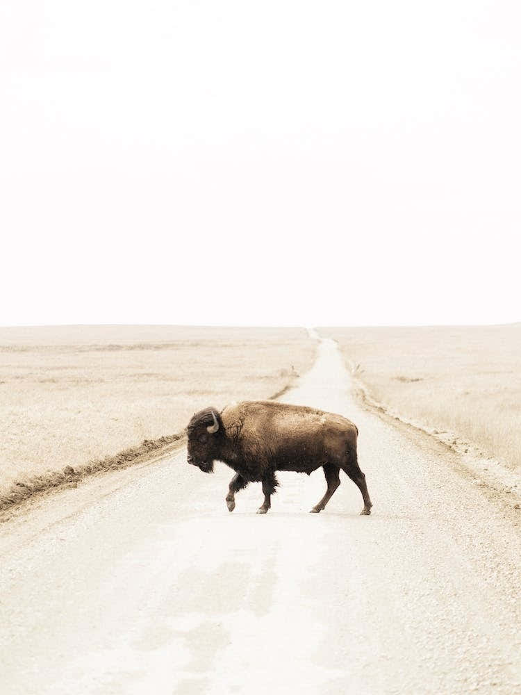Bison Crossing Road