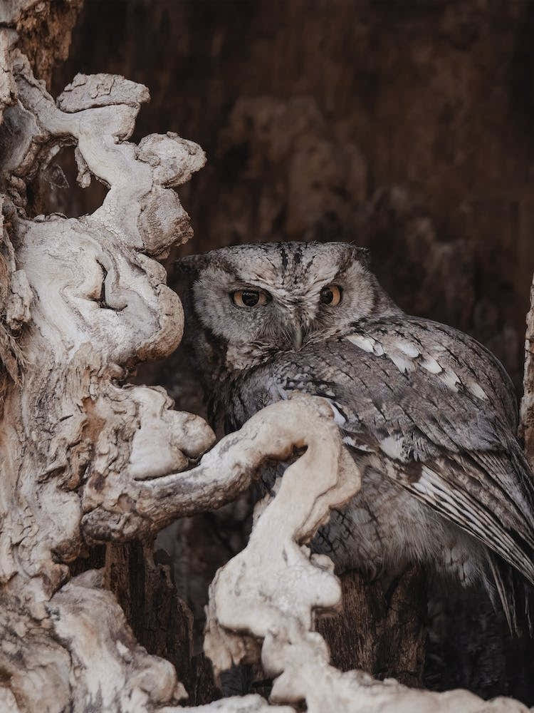 Owl Hiding In Tree