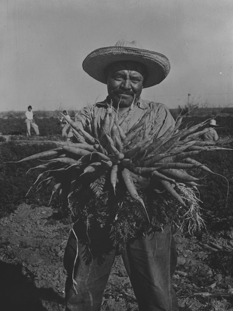 Mexican Carrot Worker,Edinburg, Texas By Russell Lee