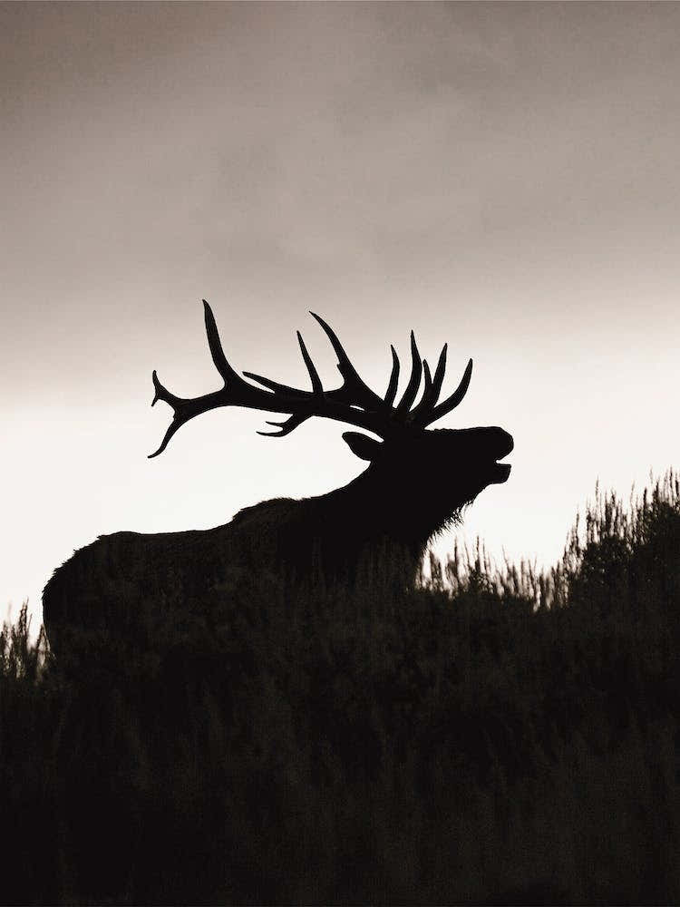 Elk Silhouette At Dusk