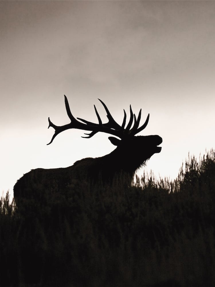 Elk Silhouette At Dusk
