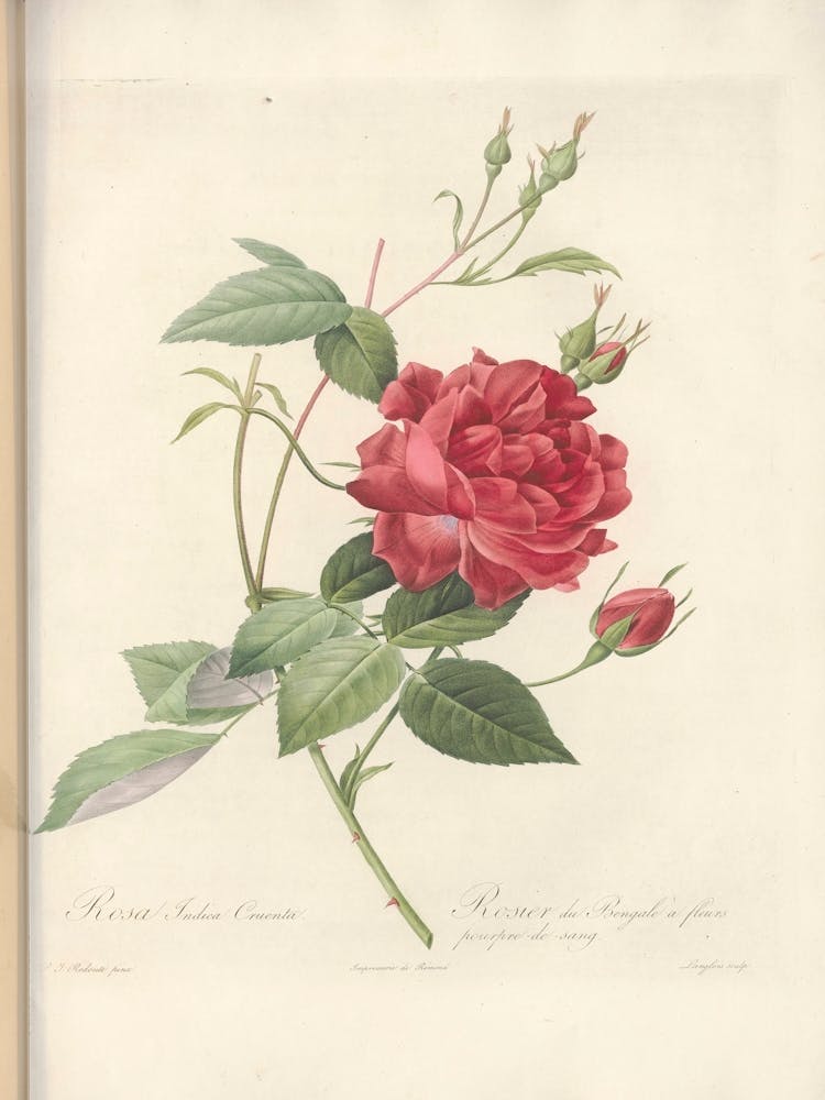 Rose Illustration, Pierre Joseph Redoute (2)