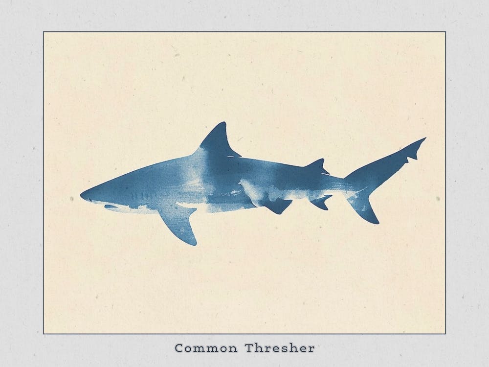 Common Thresher Shark Silhouette 7 Poster