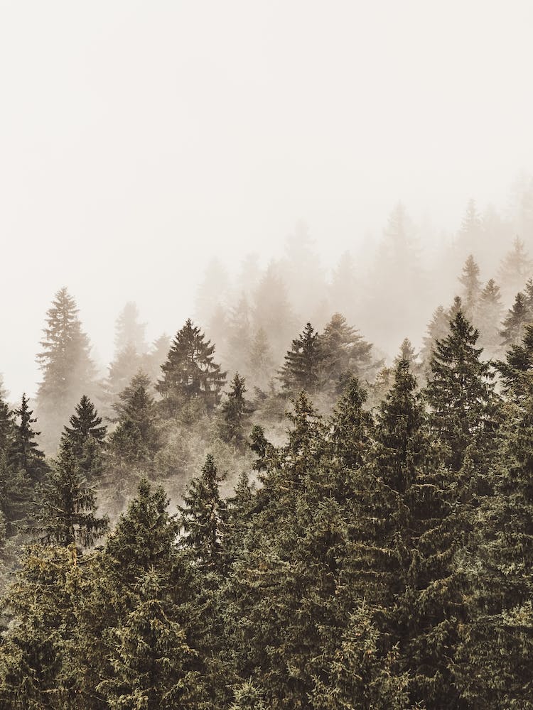 Clouds Over Forest