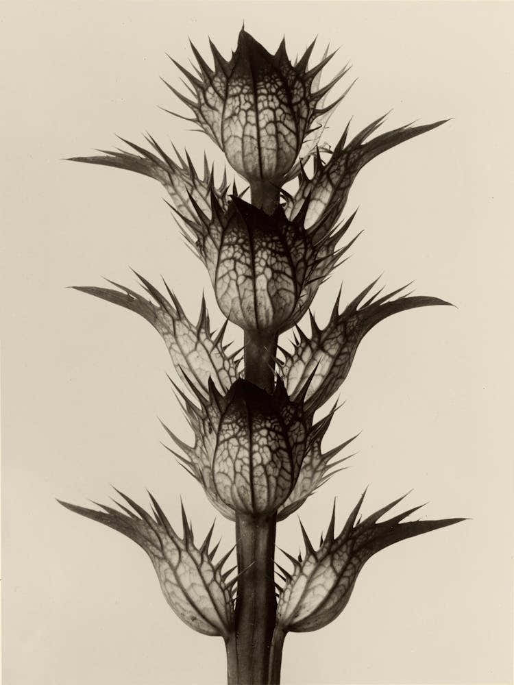 Acanthus Mollis, Karl Blossfeldt