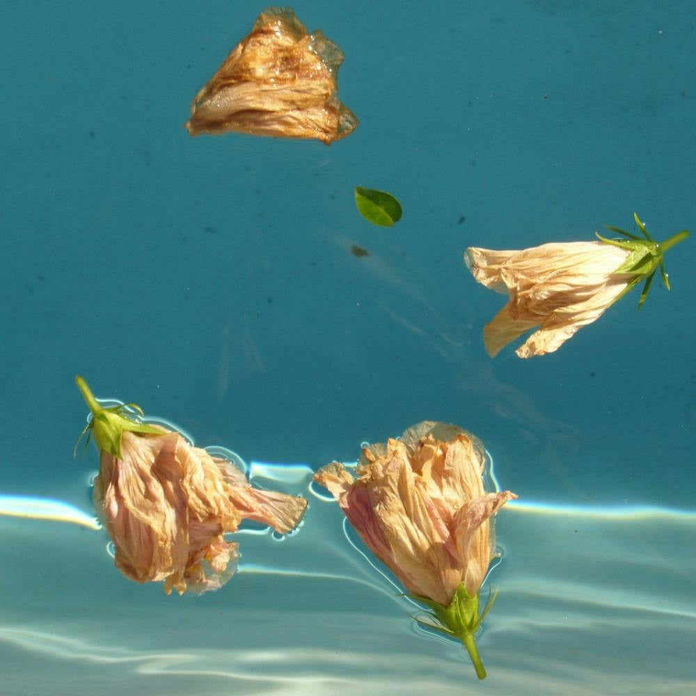 Dead Roses Floating In Water