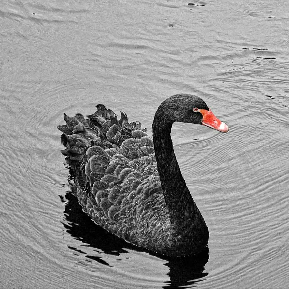 Black Swan