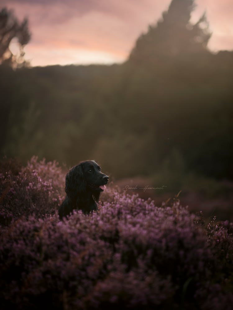 Cocker Spaniel Puppy In A Heather Field- Scotland Highland UK dog photo print - moody animal photography