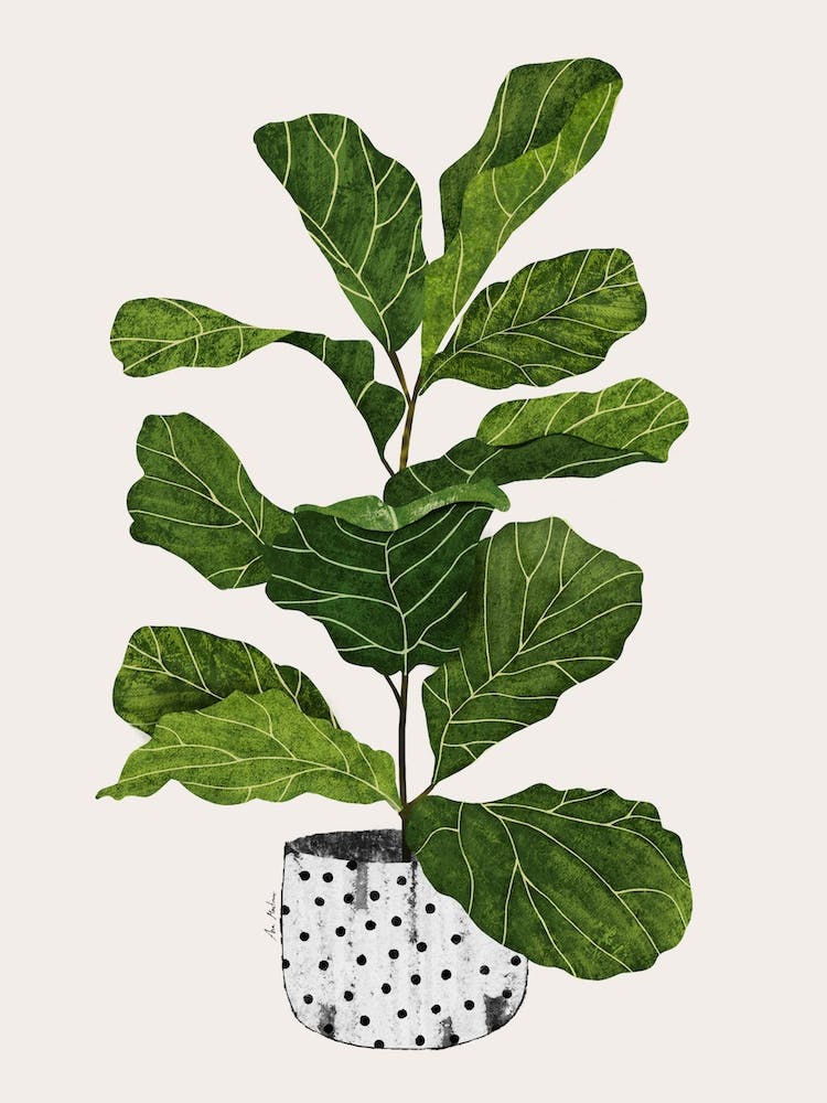 Fiddle Leaf Fig Tree Plant