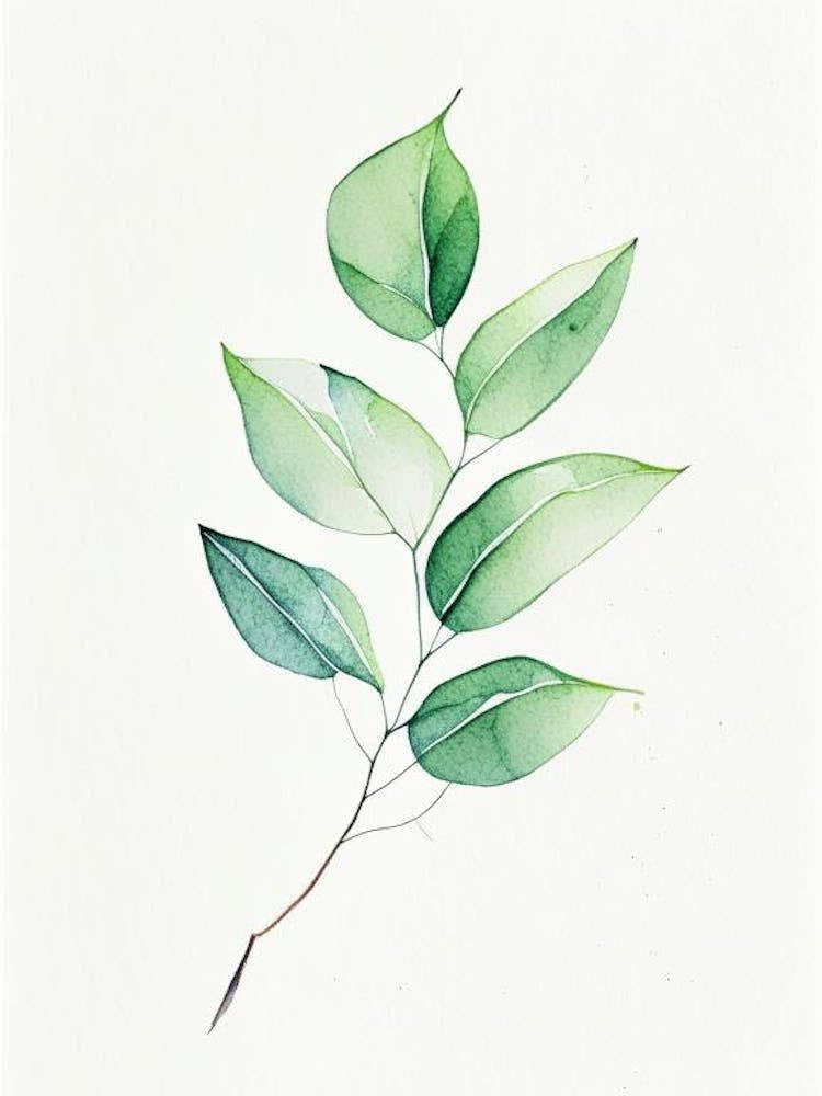 Wintergreen Leaf Minimalist Watercolour 6