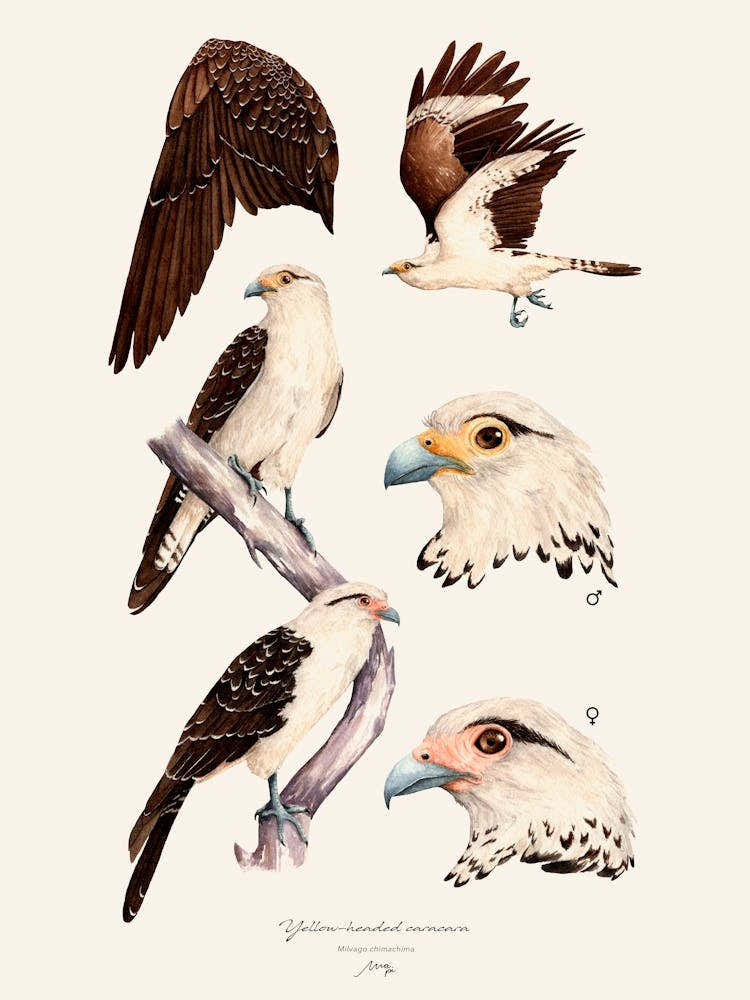 Yellow Headed Caracara Poster