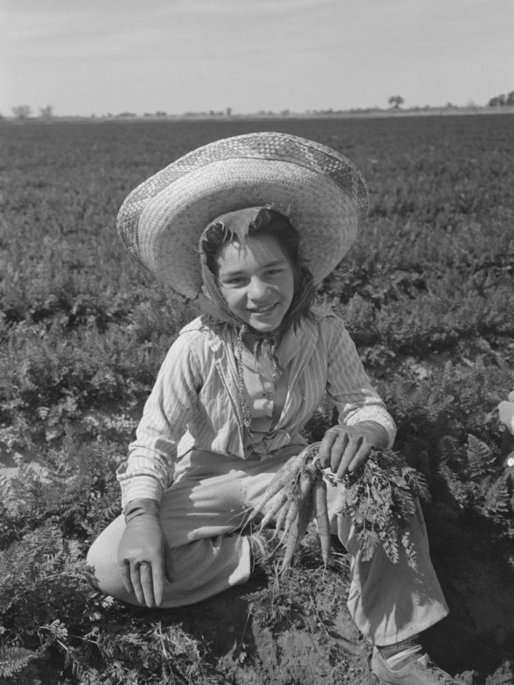 Agricultural Worker In The Carrot Field, Yuma County, Arizona By Russell Lee
