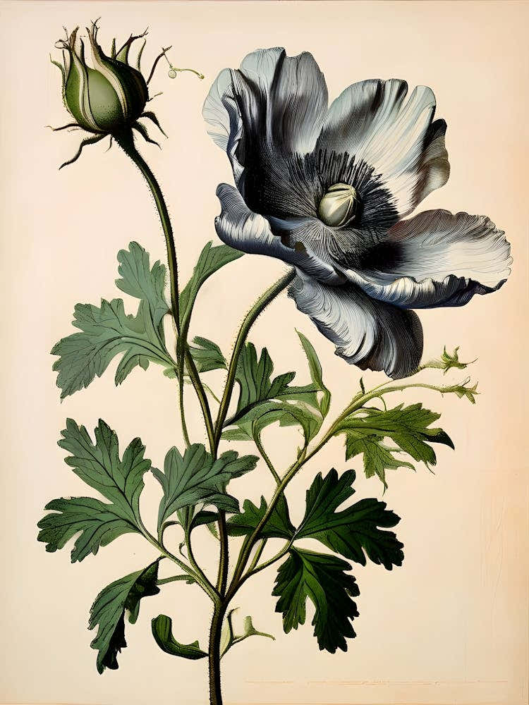 Striking Beauty in Black and White: A Single Poppy in Full Bloom