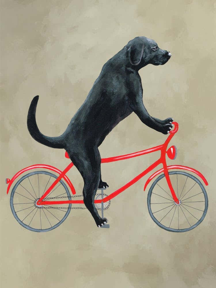 Black Labrador On Bicycle