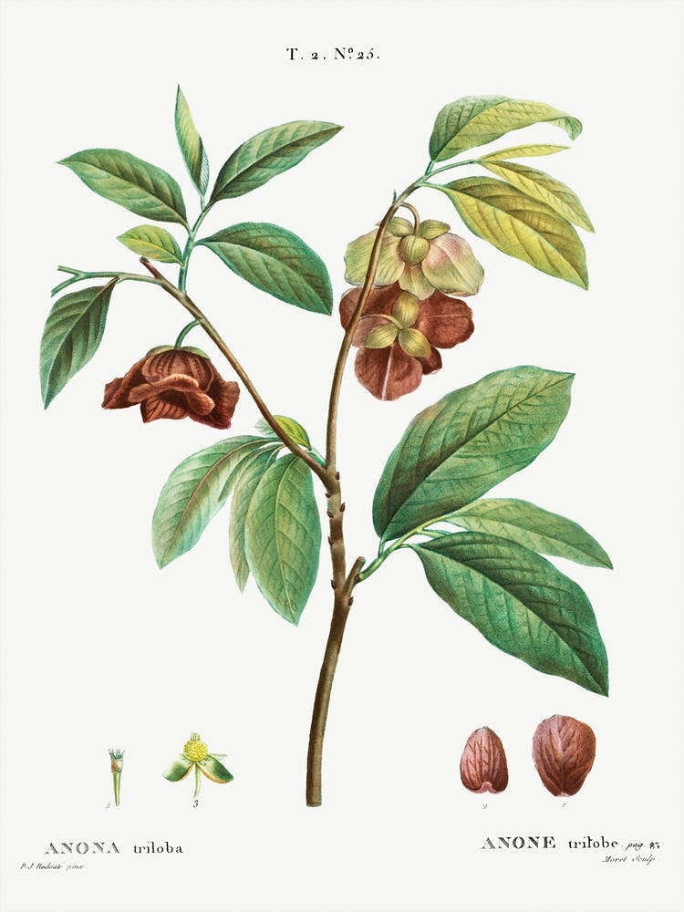 Papaw, Pierre Joseph Redoute