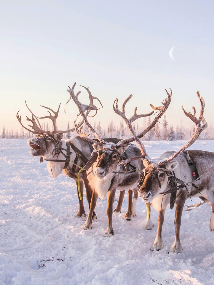 REINDEER PORTRAIT