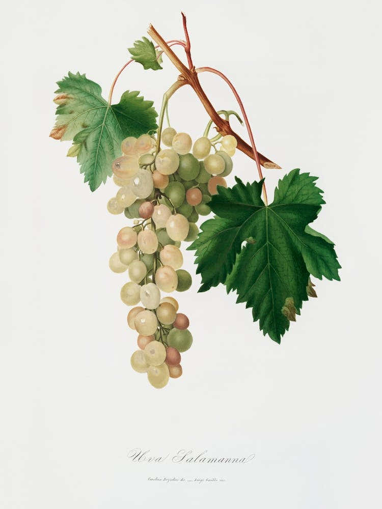 Muscat Grape (Vitis Vinifera Moscata) From Pomona Italiana (1817 1839), Giorgio Gallesio