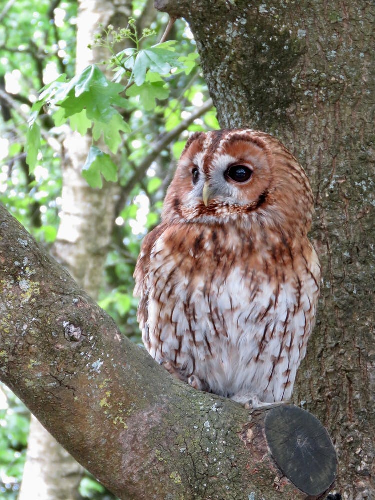 Barn Owl Sitting In a Tree England UK