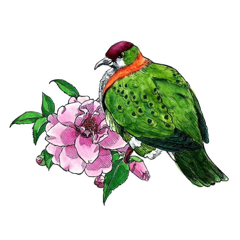 Flower Fruit Dove