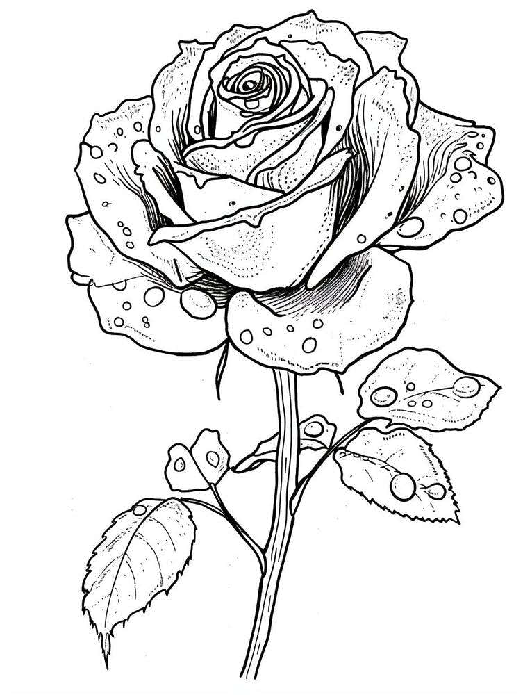 Rose Dew Line Drawing 4