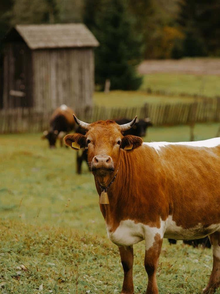 Autumn Cow